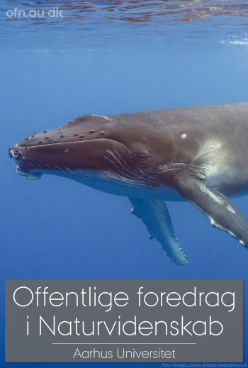 Foredrag: Med havets kæmper på jagt_poster