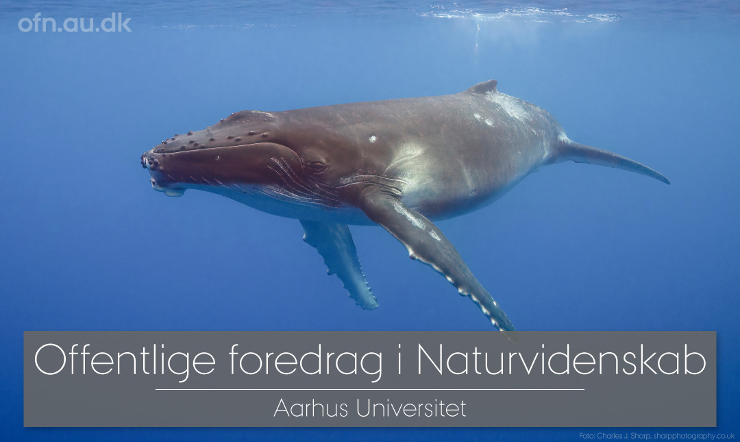 Foredrag: Med havets kæmper på jagt_poster