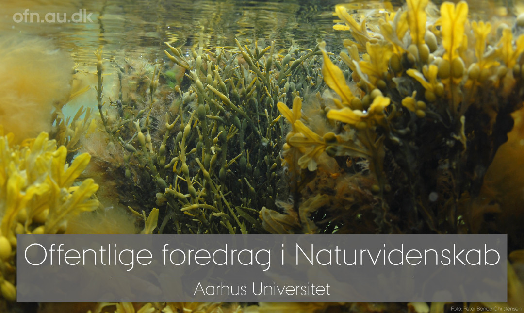 Foredrag: Tang_poster