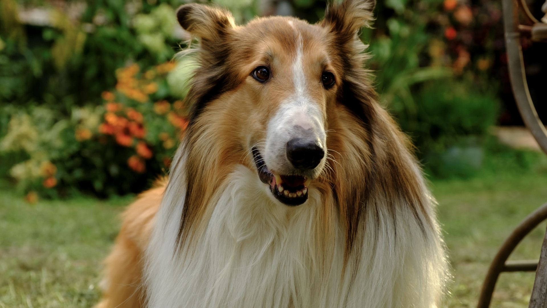 Lassie på nye eventyr - Med dansk tale_slide_poster
