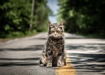 Pet Sematary